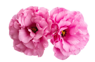 eustoma花孤立