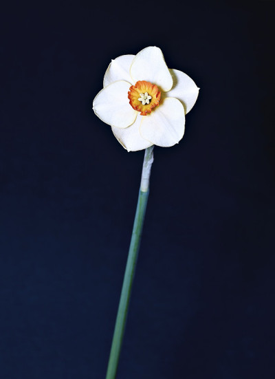 白色的水仙花，花芯为橙色