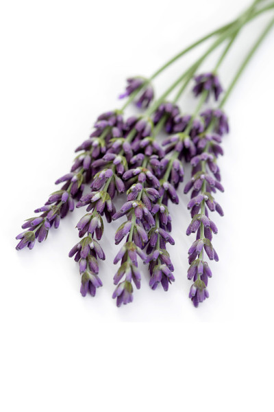 薰衣草花