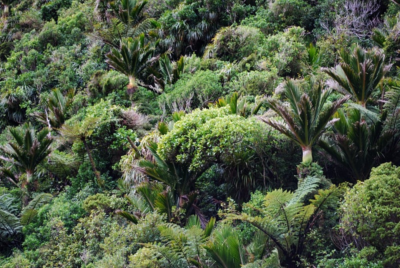 原生的Nikau & Bush背景，新西兰