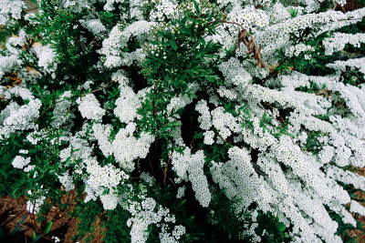 绣线菊(绣线菊)春季花，白色灌木开花
