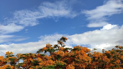 黄色皇家猩猩花或巴巴多斯的骄傲在公园和蓝天的背景