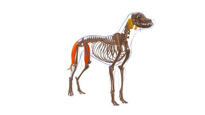 股二头肌为医学概念3D狗肌肉解剖