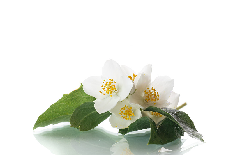 白色的茉莉花