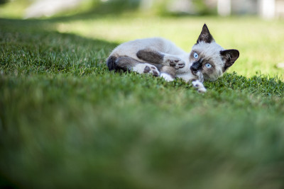 小猫