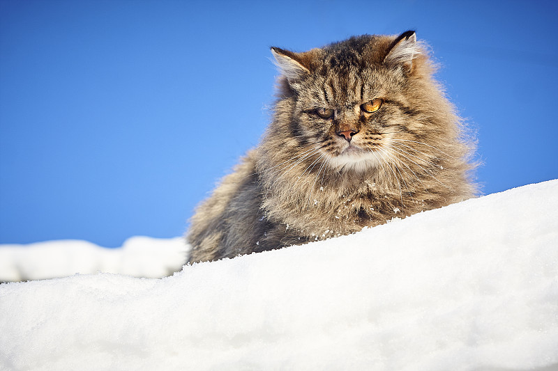 威严的西伯利亚猫在雪山上俯瞰