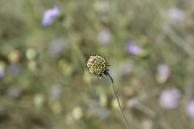 在那里scabious
