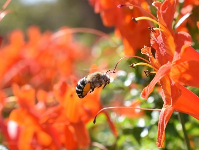 蓝带蜜蜂访问花