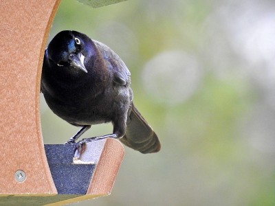 普通白头翁(白头翁)在鸟食器上
