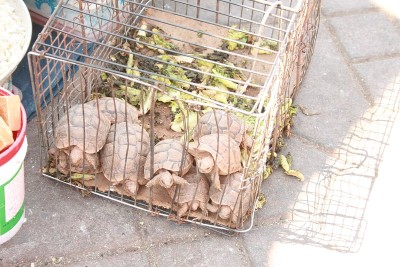 在maroc市的一个笼子里的乌龟