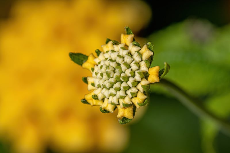 马缨花