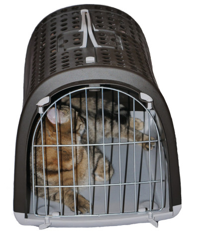 笼子里的猫