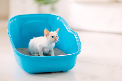 猫在砂盆里。小猫在厕所。家庭宠物护理