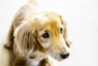 地毯上的长毛腊肠犬