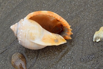 海滩上的贝壳