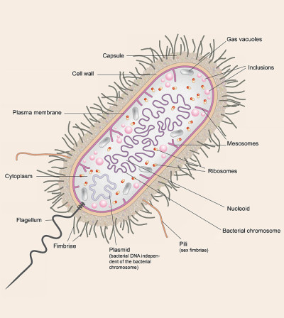 细胞生物学。bacteries。