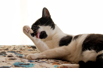 猫正在洗干净的舌浴
