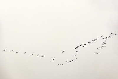 空中的候鸟