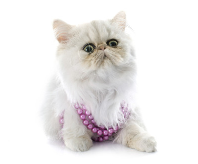 波斯的小猫
