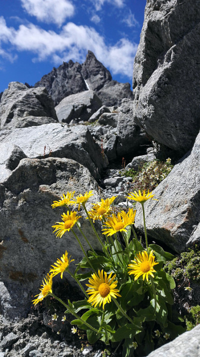 山金车药厂位于美丽的瑞士山区