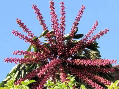 或者是叶虎花2011