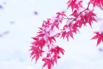 粉状的雪花在深秋中飞舞