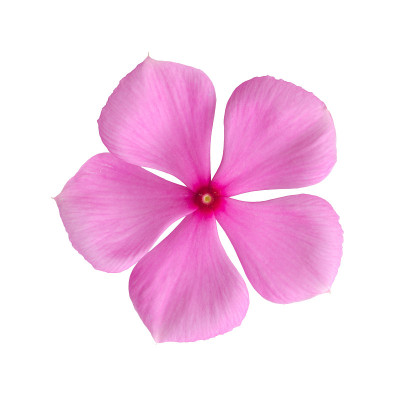 小长春花