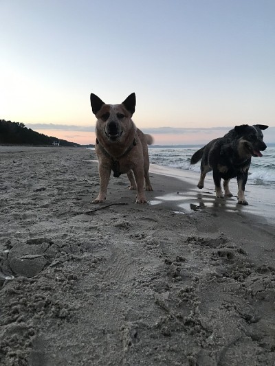 澳洲牧牛犬