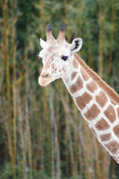 长颈鹿(Giraffa鹿豹座)