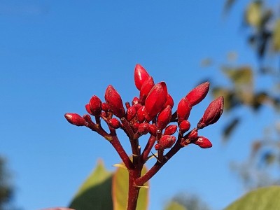 红色的花在蓝色的天空中绽放