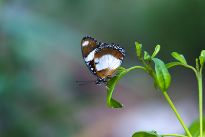 Eggfly蝴蝶