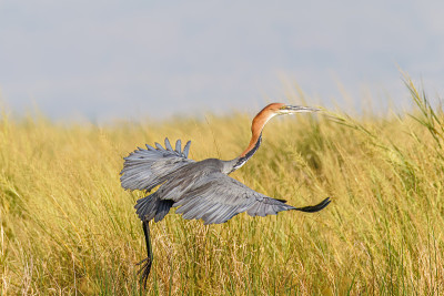 歌利亚苍鹭(Ardea Goliath)在飞行，Murchison Falls国家公园，乌干达。