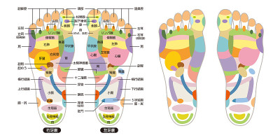 足底按摩穴位的反射区、按摩标志和彩色穴位