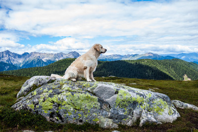 坐在阿尔卑斯山前的金毛寻回犬
