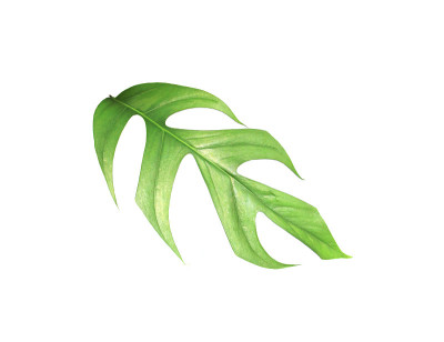 热带怪物棕榈叶树的背景