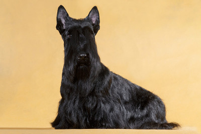 坐在房间里黄色背景上的黑色铁丝毛的苏格兰小猎犬