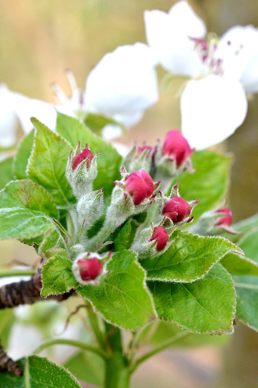 果园里开花的苹果树枝