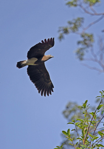 小Fish-eagle