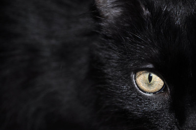 黑猫站