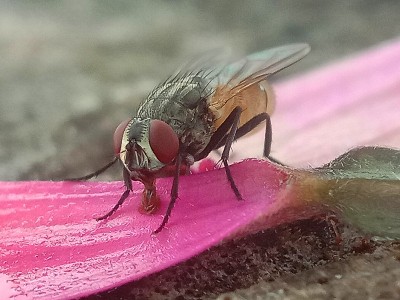 米斯