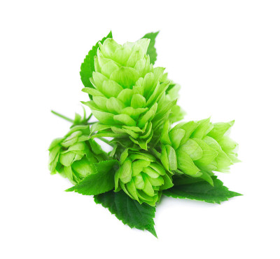 新鲜的绿色啤酒花枝，孤立在白色背景上