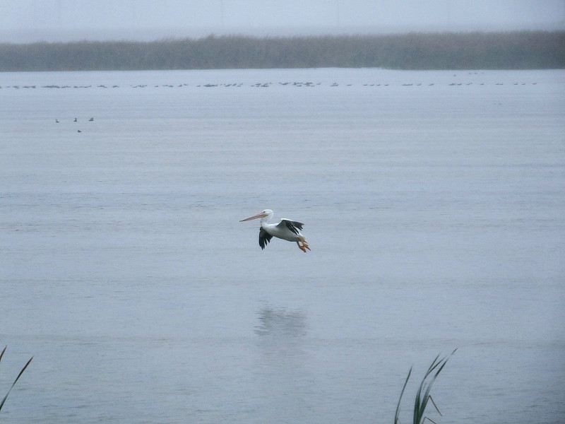 美洲白鹈鹕(Pelican erythrhynchos)