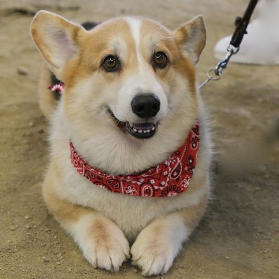 彭布罗克威尔士科基犬