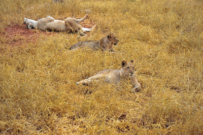 safari