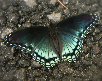 亮蓝色蝴蝶
