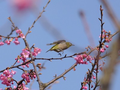 樱花和日本白眼