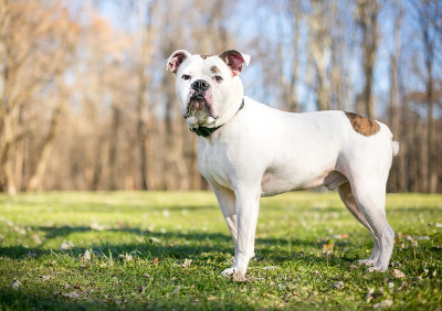 一只斗牛犬，一副严肃的表情站在户外