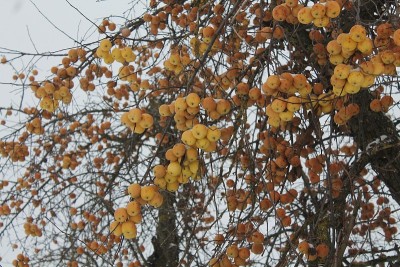 苹果