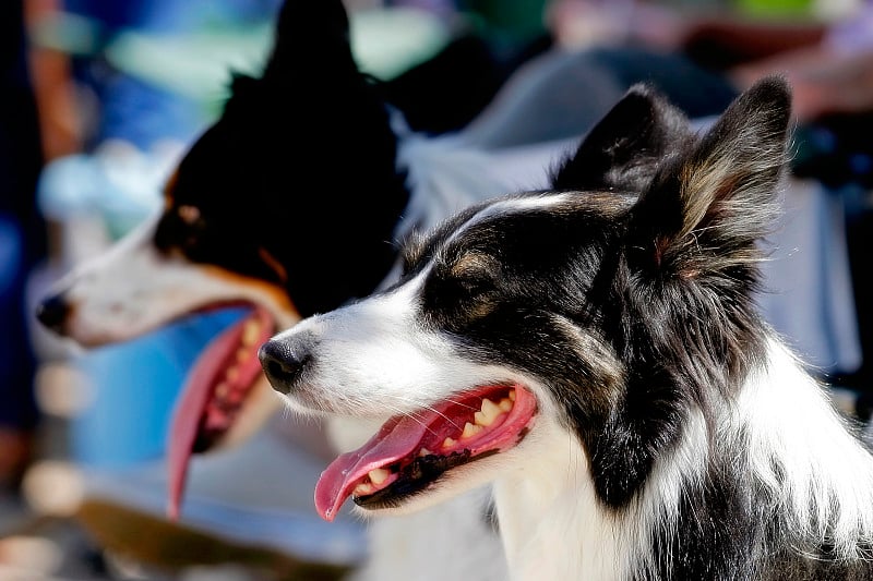 边境牧羊犬看