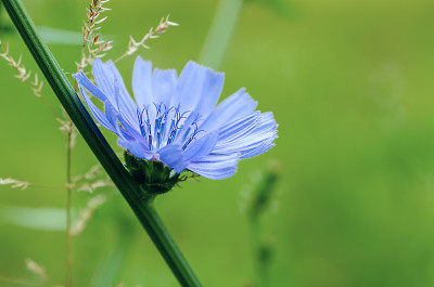 自然界的菊苣花
